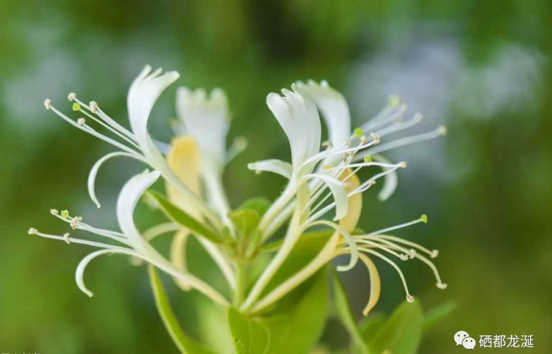 植物硒蛋白产品介绍（蛋白植物介绍产品硒含量多少）-硒宝网