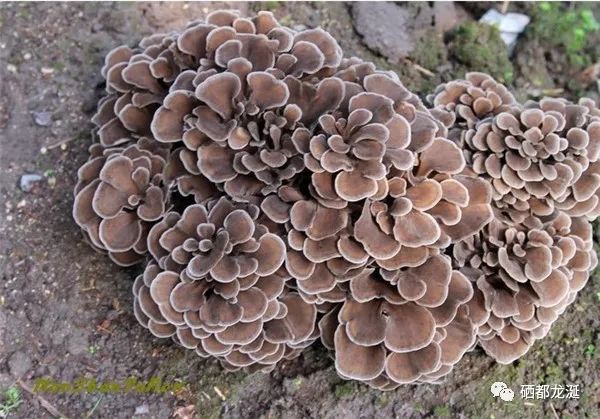 植物硒蛋白产品介绍（蛋白植物介绍产品硒含量多少）-硒宝网