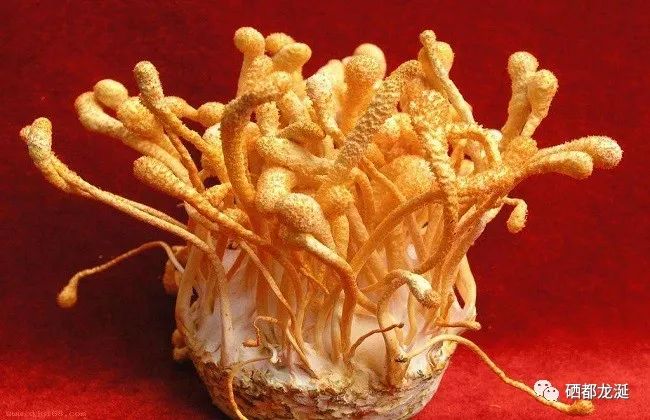 植物硒蛋白产品介绍（蛋白植物介绍产品硒含量多少）-硒宝网