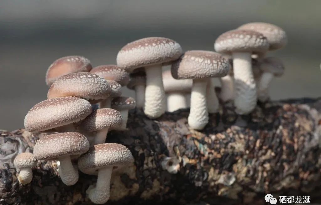 植物硒蛋白产品介绍（蛋白植物介绍产品硒含量多少）-硒宝网