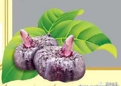 植物硒蛋白产品介绍（蛋白植物介绍产品硒含量多少）-硒宝网