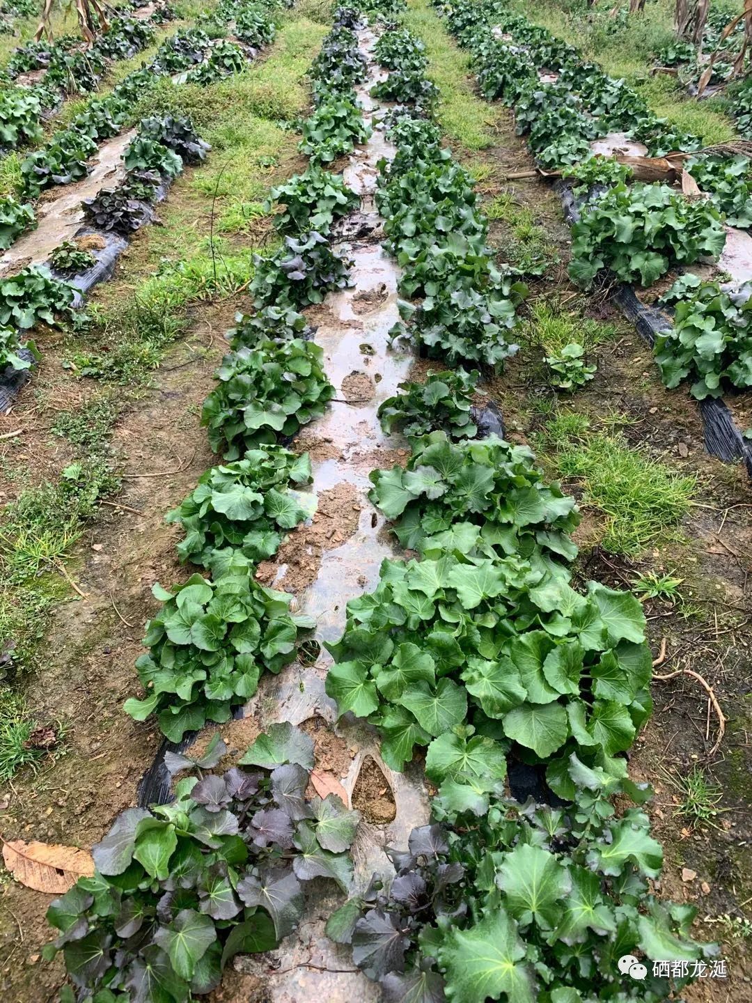 植物硒蛋白产品介绍（蛋白植物介绍产品硒含量多少）-硒宝网