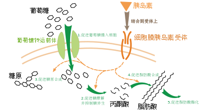 酵母硒产品都有什么（酵母产品硒有哪些作用）-硒宝网