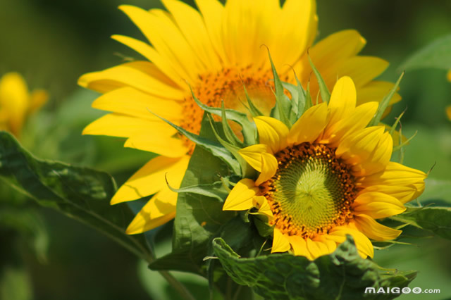 硒土豆地理标志产品（国家富硒土豆的含量标准）-硒宝网