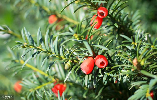 硒产品真的那么神奇(神奇的硒元素视频高清)-硒宝网