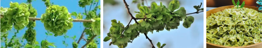 西红柿补铁吗（西红柿补铁效果好吗）-硒宝网