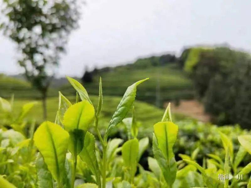 湖北出硒产品的企业（湖北补硒的产品）-硒宝网