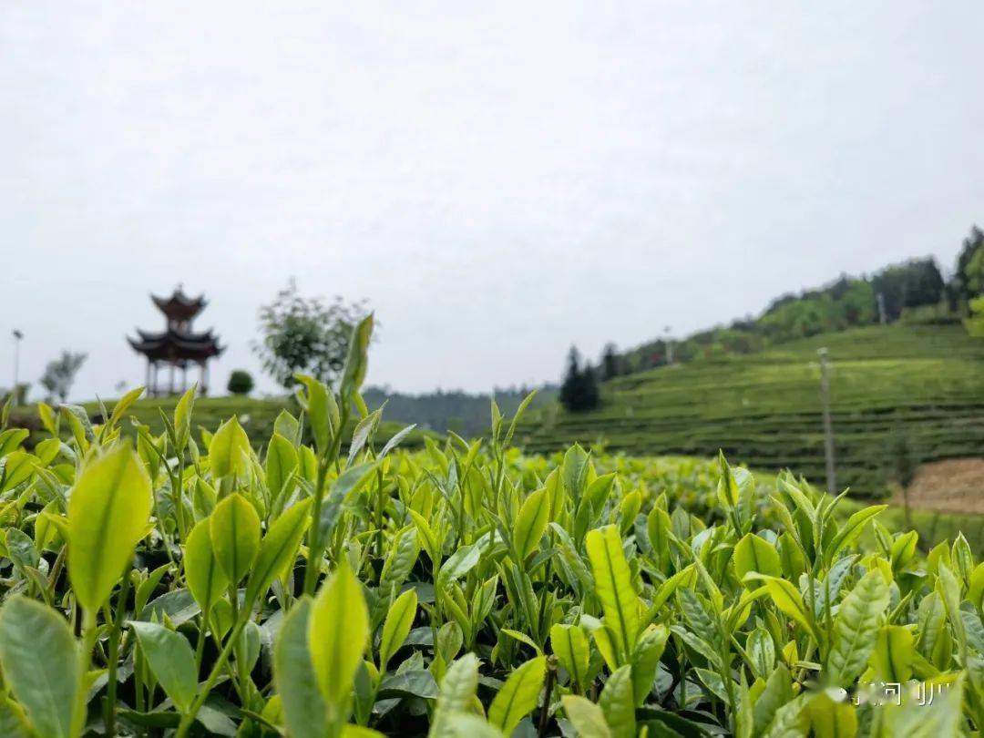 湖北出硒产品的企业（湖北补硒的产品）-硒宝网