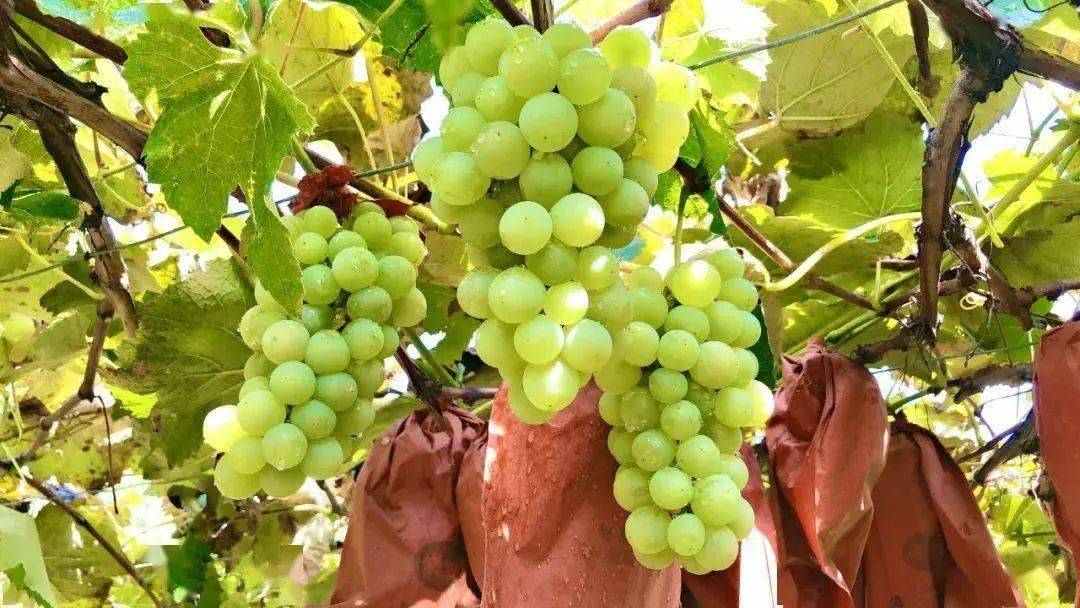 恩施的硒产品有哪些（恩施硒产品骗局怎么办）-硒宝网