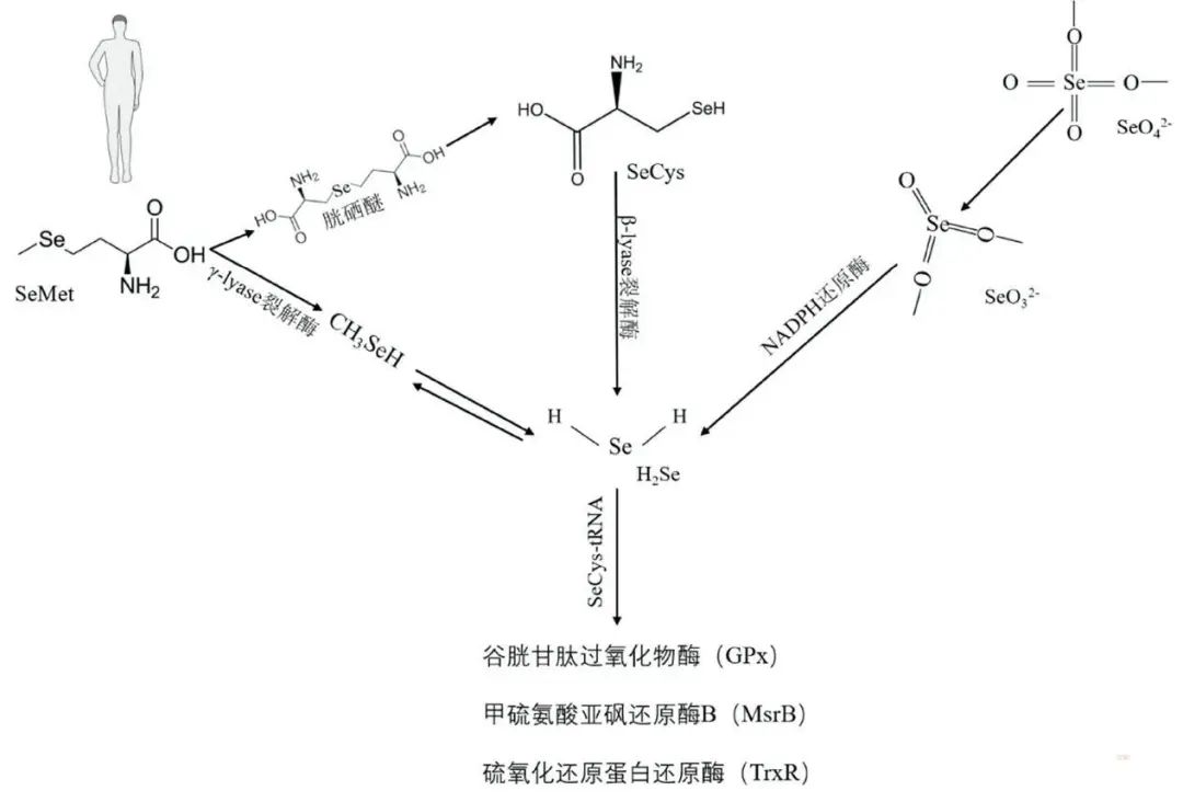 硒元素的产品有哪些（元素产品硒有哪些品牌）-硒宝网