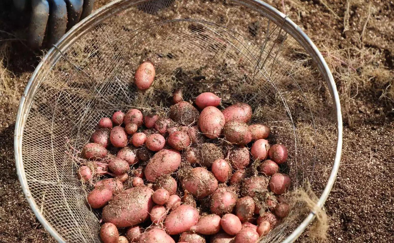 硒砂瓜产品介绍视频（硒砂瓜价格）-硒宝网