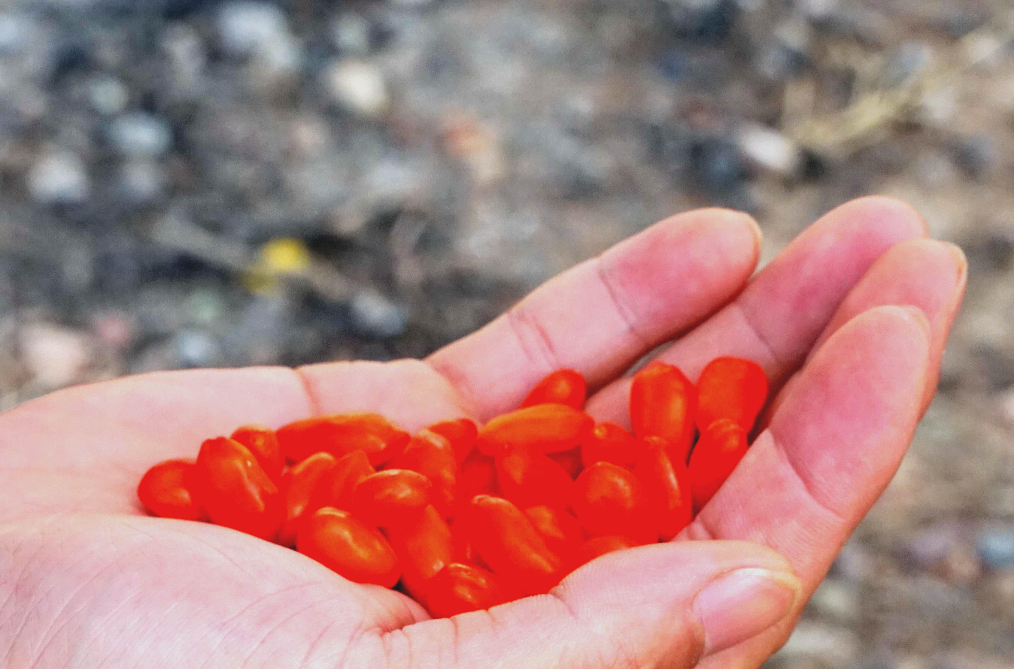 硒砂瓜产品介绍视频（硒砂瓜价格）-硒宝网