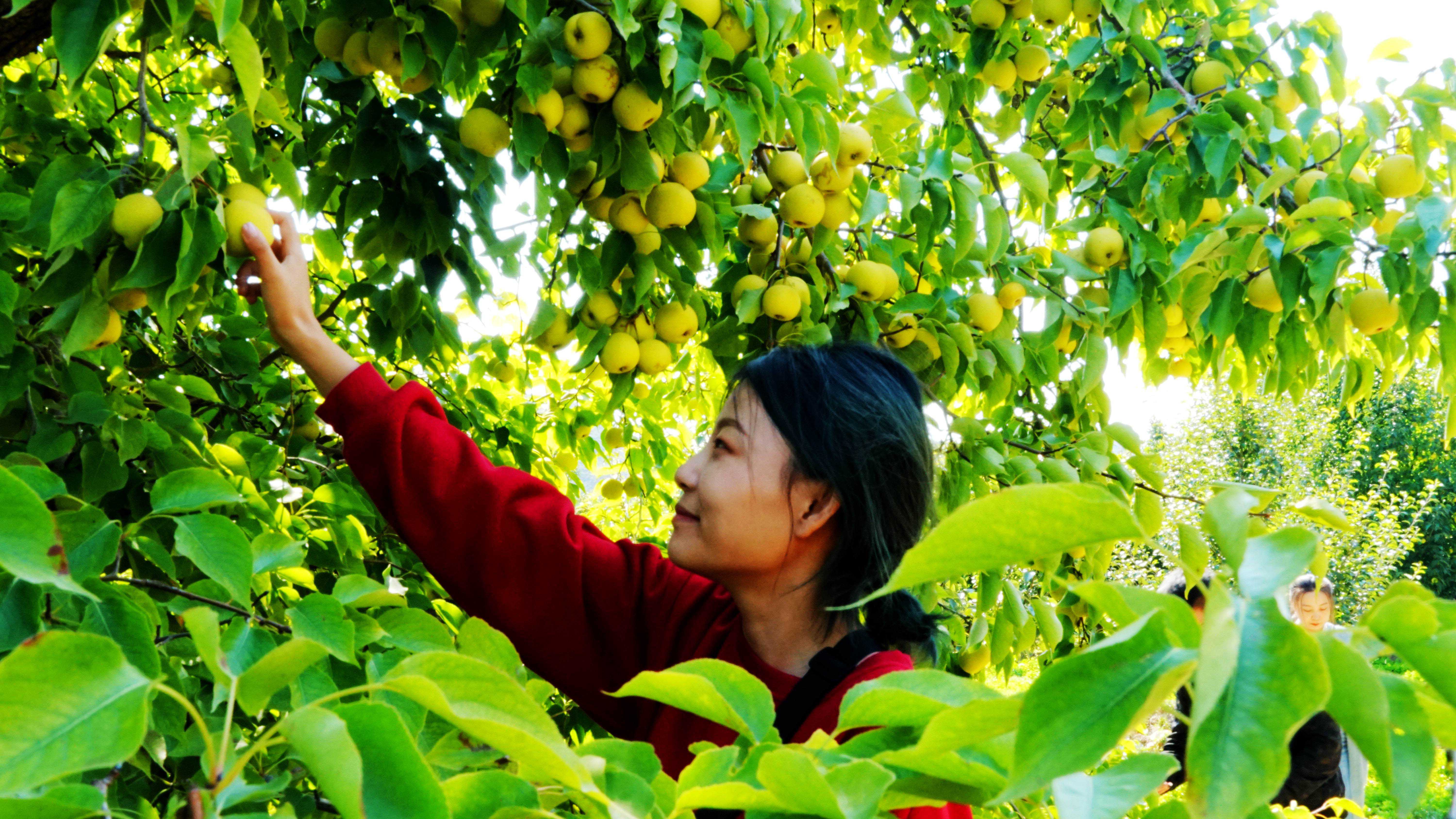 硒砂瓜产品介绍视频（硒砂瓜价格）-硒宝网