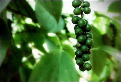 硒产品能长期服用吗（长期吃硒片会致癌吗）-硒宝网