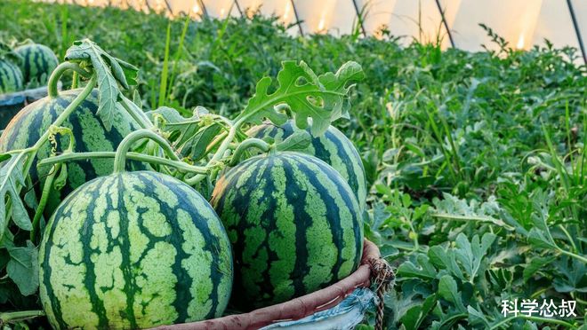 硒砂瓜产品介绍文案（硒砂瓜推广语）-硒宝网