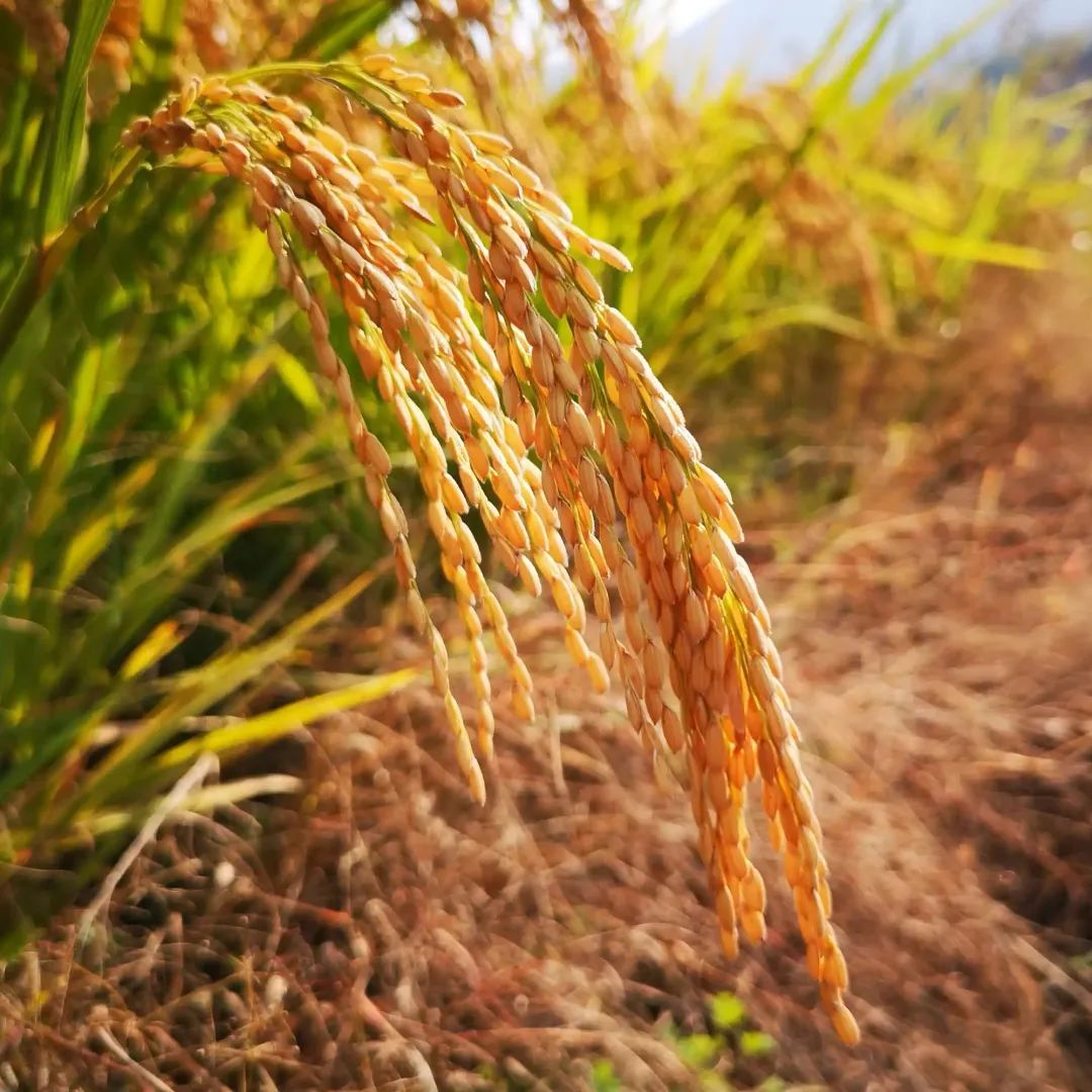 硒含量高的有机产品(含硒量高的食品)-硒宝网