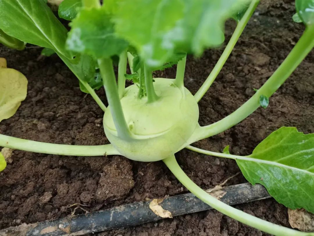 硒含量高的有机产品(含硒高的产品)-硒宝网