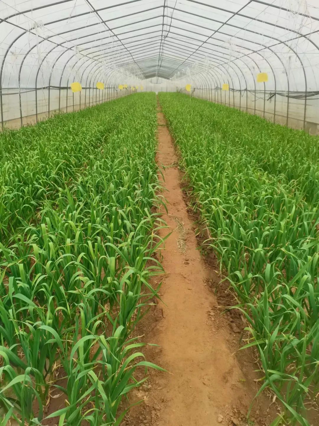 硒含量高的有机产品(含硒高的产品)-硒宝网