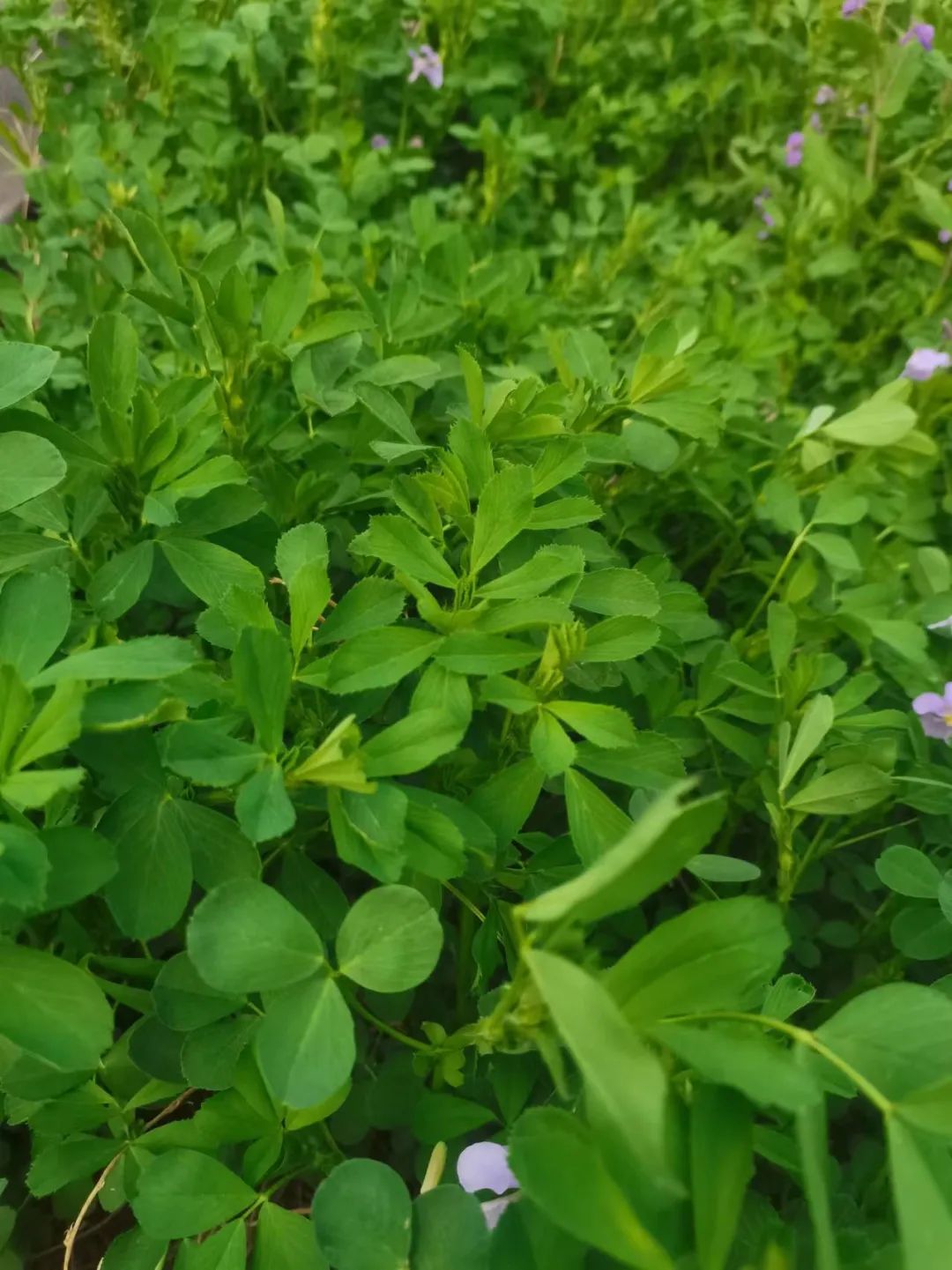 硒含量高的有机产品(含硒高的产品)-硒宝网