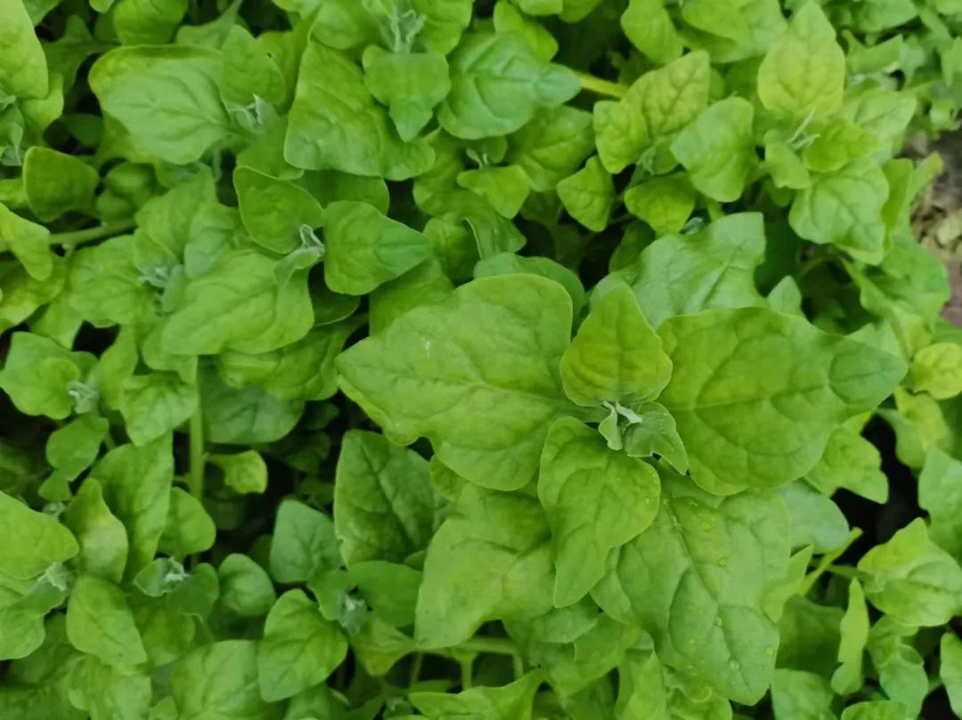 硒含量高的有机产品(含硒高的产品)-硒宝网