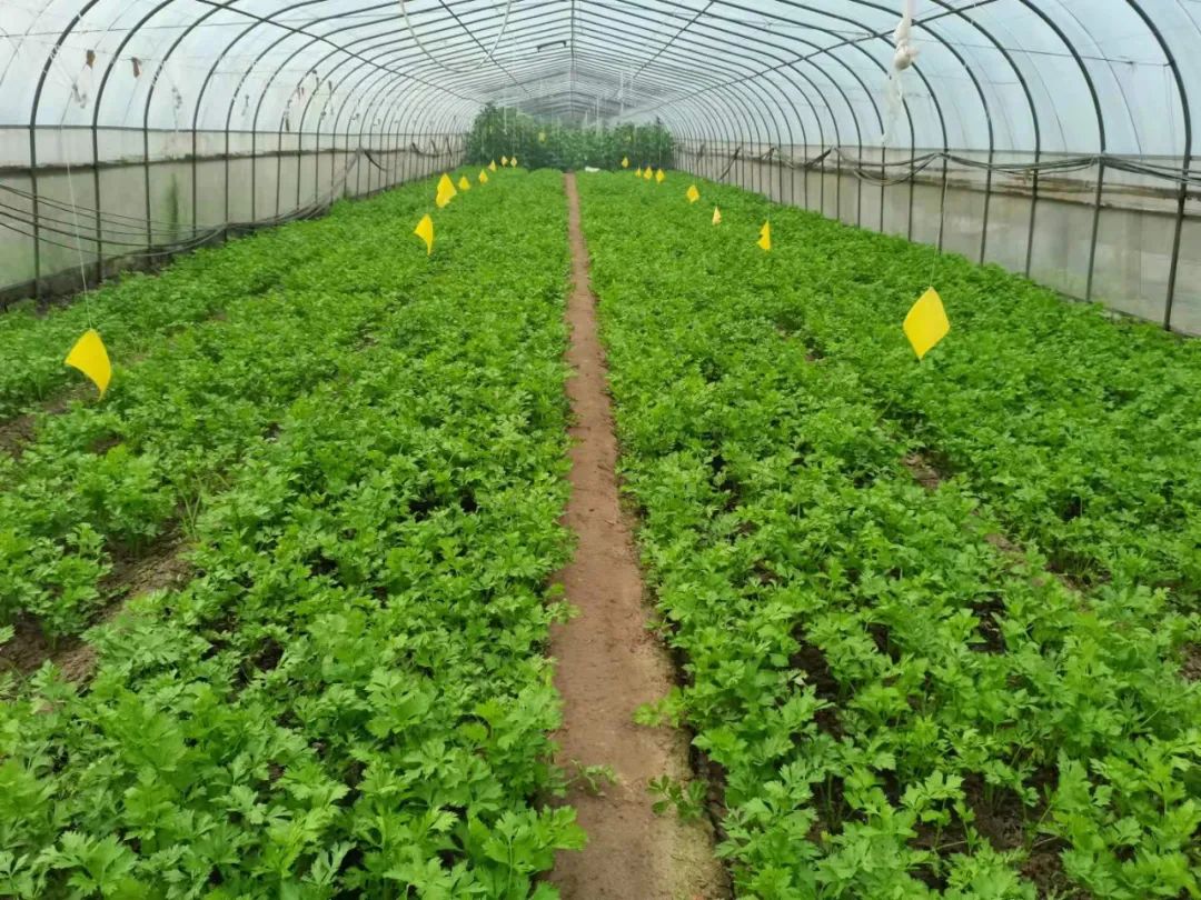 硒含量高的有机产品(含硒高的产品)-硒宝网