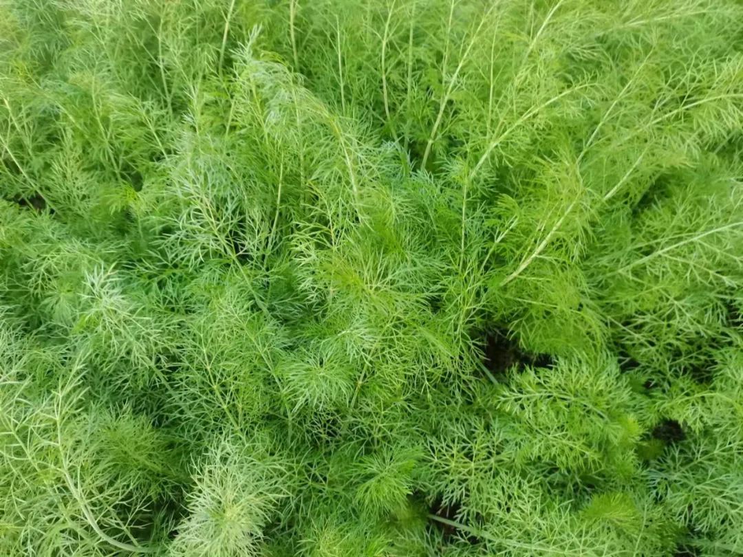 硒含量高的有机产品(含硒高的产品)-硒宝网