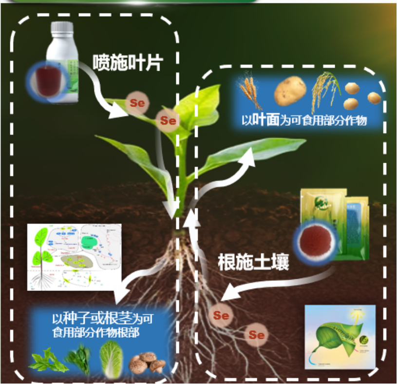 无机硒的产品有哪些(无机硒有哪些)-硒宝网