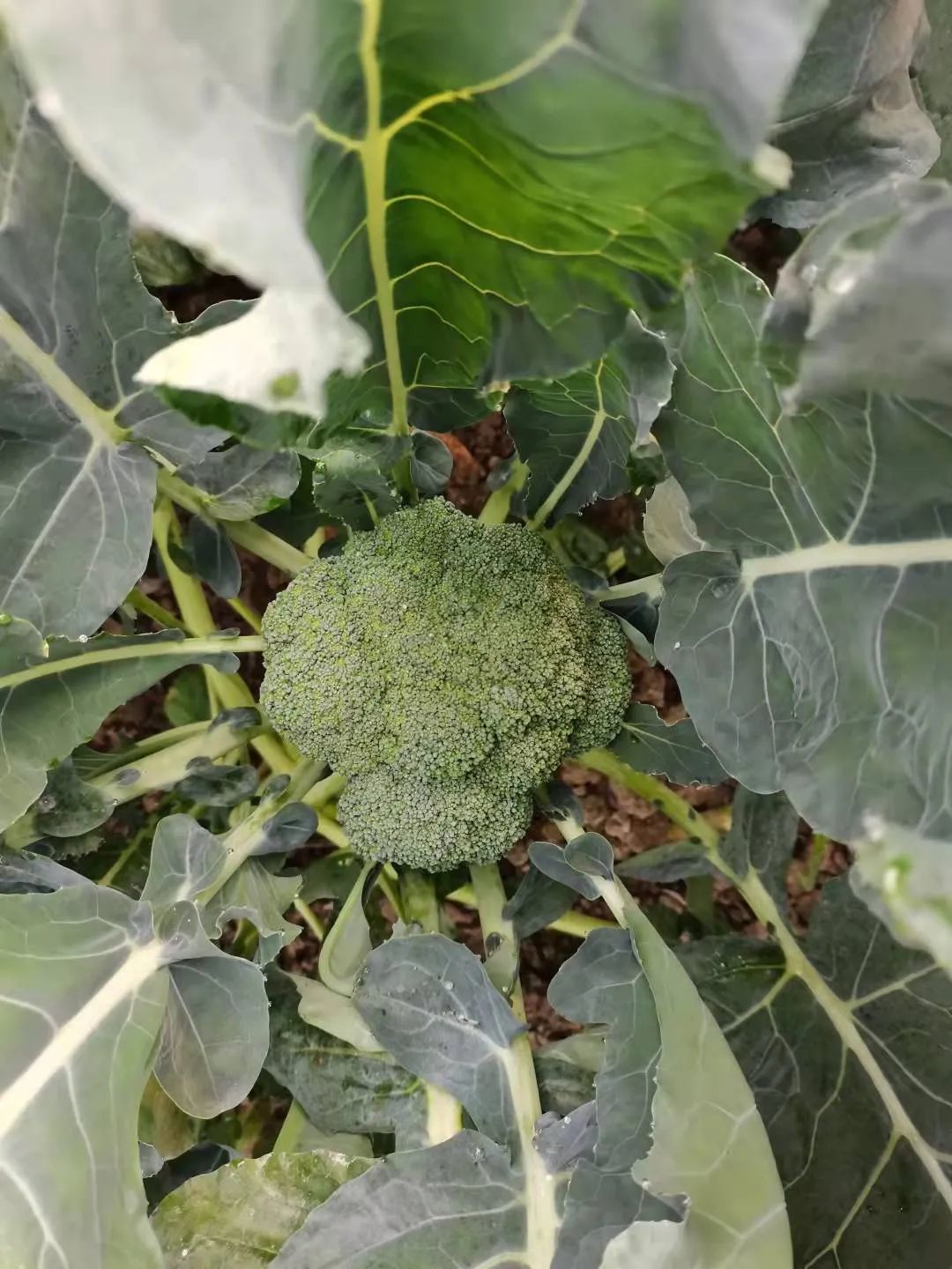 硒含量高的有机产品（含硒量最高的食品是什么）-硒宝网