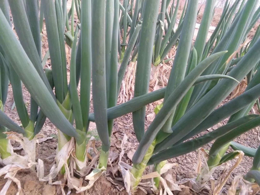 硒含量高的有机产品（含硒量最高的食品是什么）-硒宝网