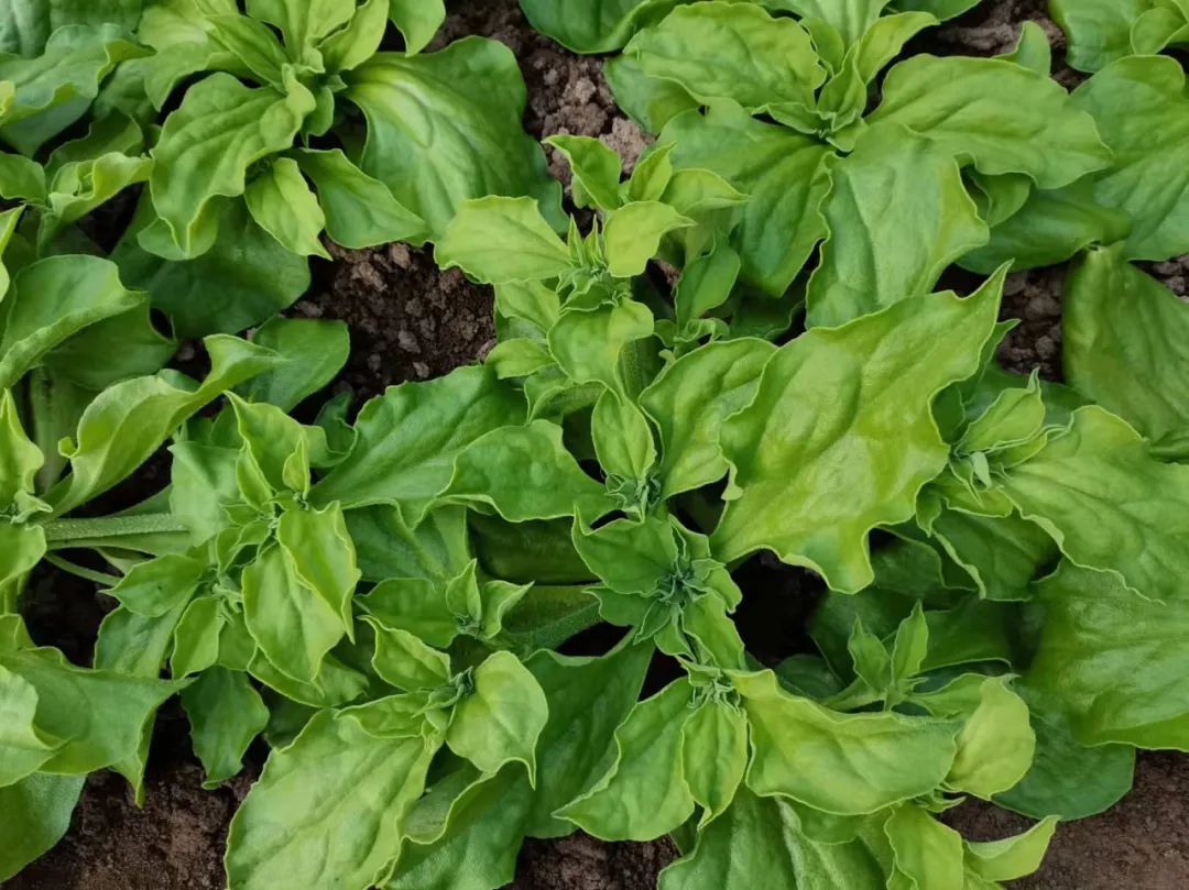 硒含量高的有机产品（含硒量最高的食品是什么）-硒宝网
