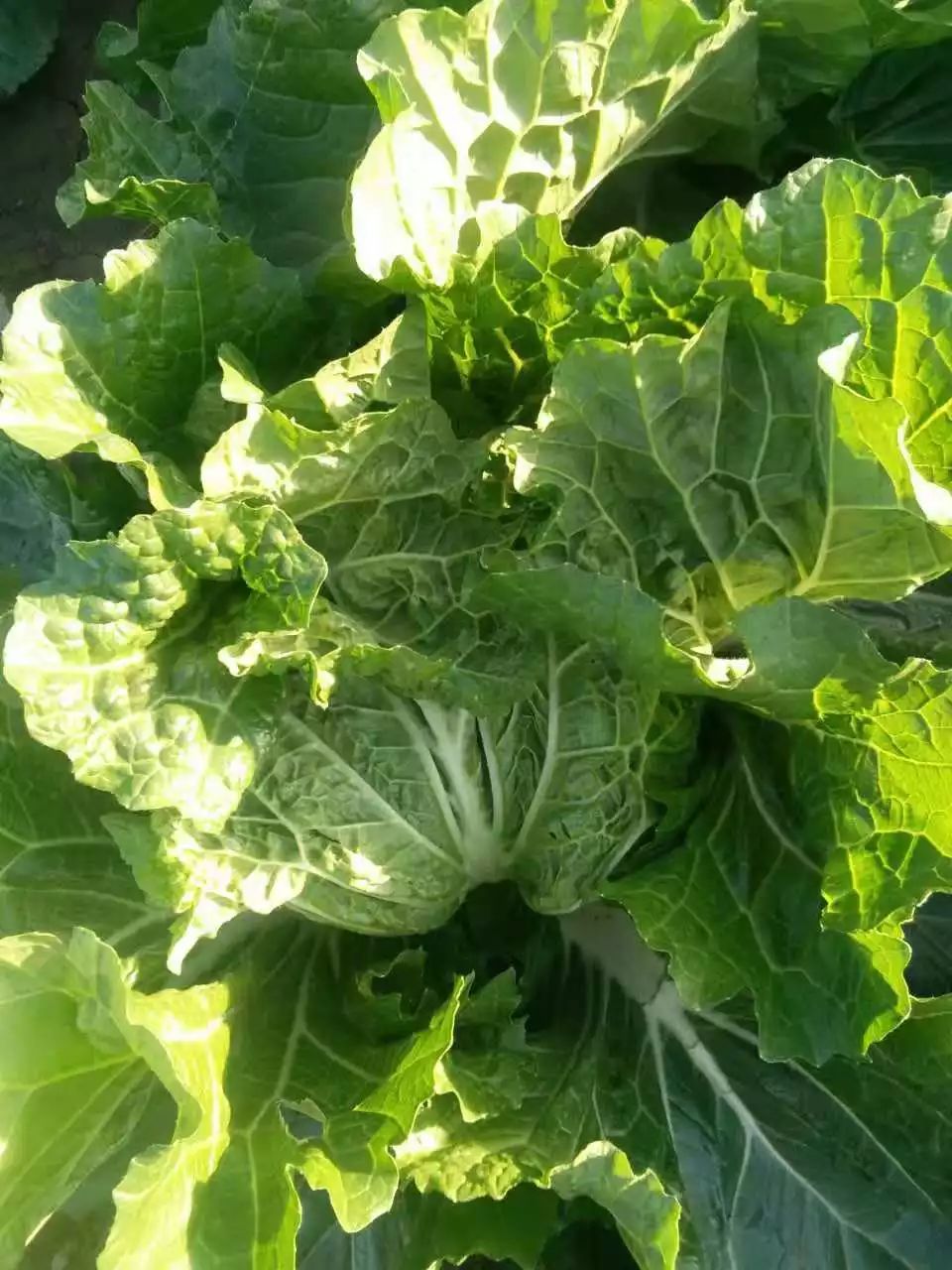 硒含量高的有机产品（含硒量最高的食品是什么）-硒宝网