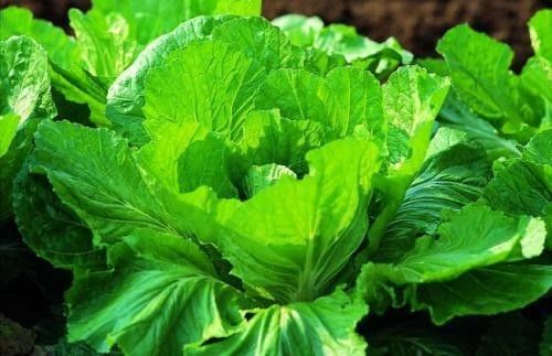 什么能补钙(能补钙的水果有哪些)-硒宝网