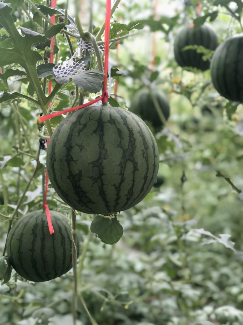 意众硒元素产品好吗（益元素怎么样）-硒宝网