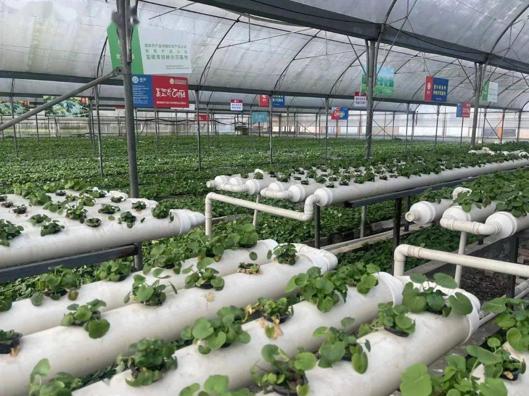 湖北恩施德源硒产品(恩施硒德生物有限公司)-硒宝网