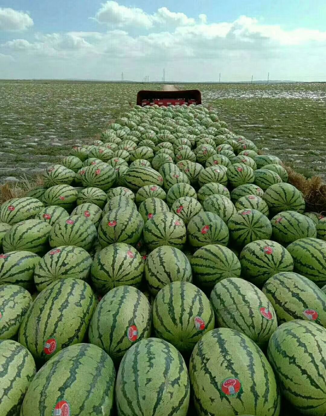 宁夏硒砂瓜产品分析（宁夏硒砂瓜产品分析）-硒宝网