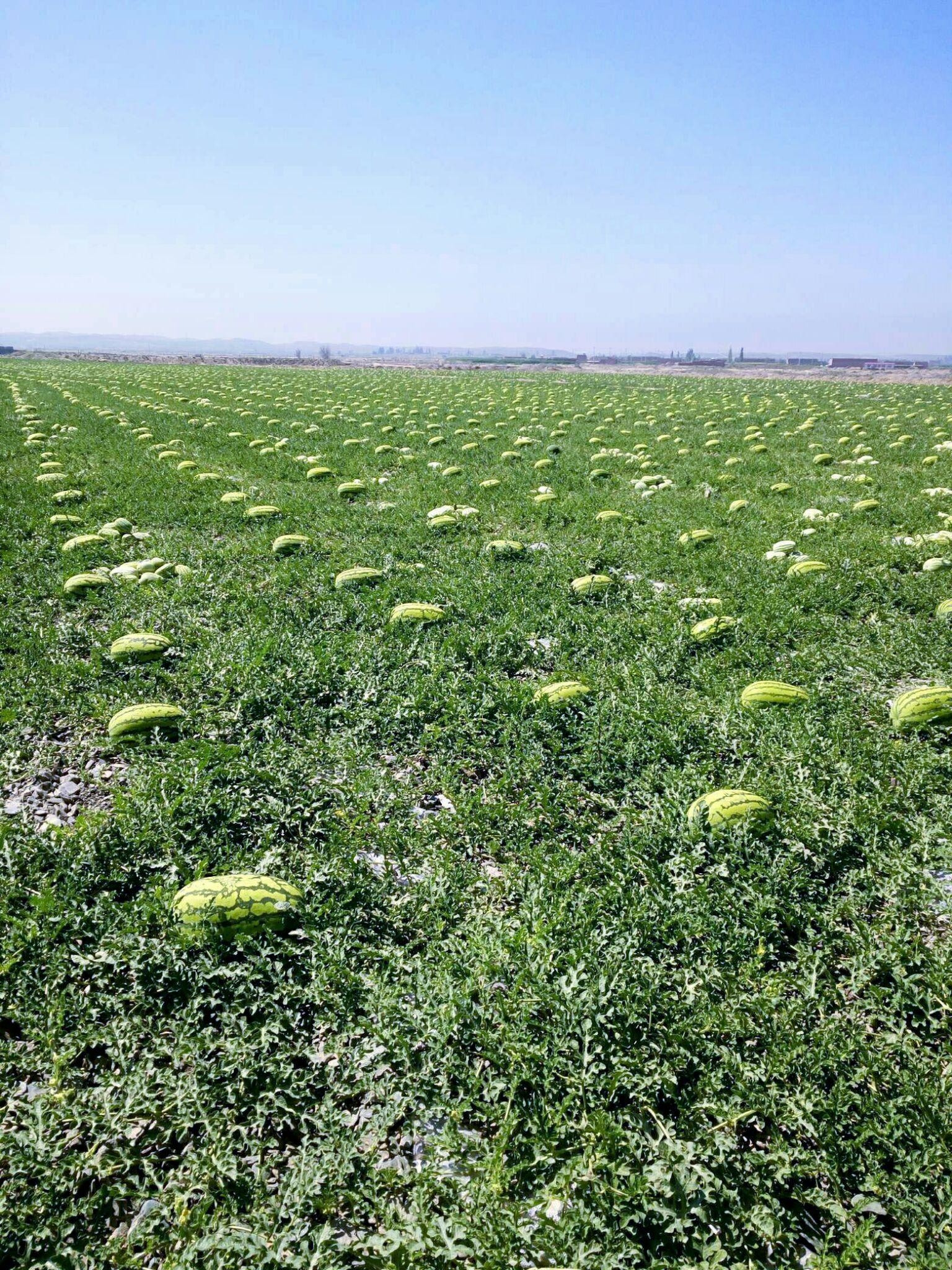 宁夏硒砂瓜产品分析（宁夏硒砂瓜产品分析）-硒宝网