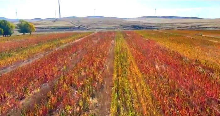 那家生产藜麦硒产品(藜麦硒含量是多少)-硒宝网