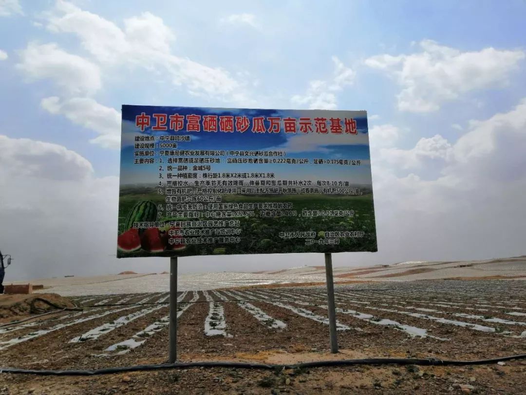 硒砂瓜产品介绍图文（硒砂瓜的简笔画）-硒宝网