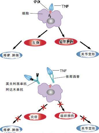 成人需要补锌吗（成人补锌需要添加维生素吗）-硒宝网