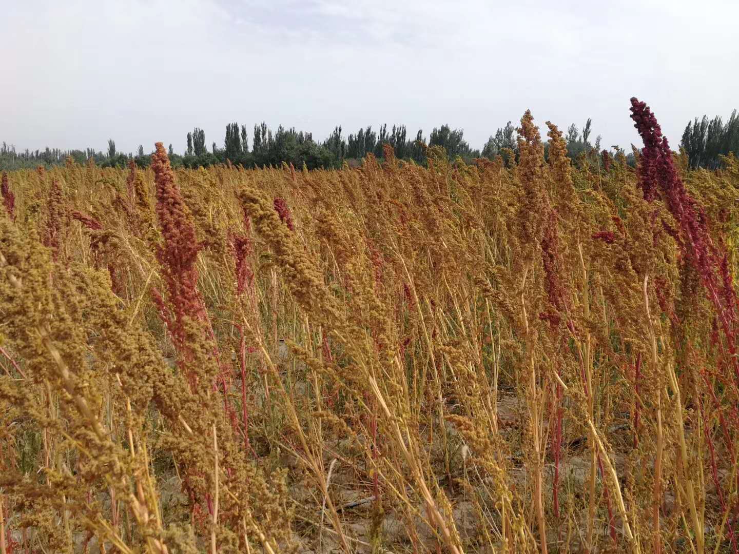 那家生产藜麦硒产品(藜麦硒)-硒宝网