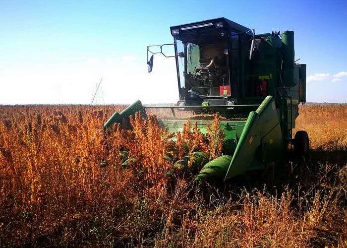 那家生产藜麦硒产品(藜麦硒)-硒宝网