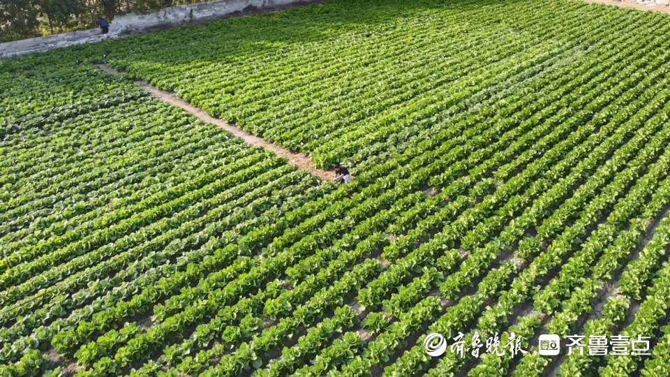 淘宝卖硒产品怎么样（开淘宝店卖虚拟产品）-硒宝网