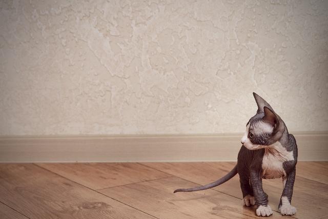 猫咪吃什么补钙（猫咪补钙吃什么好）-硒宝网