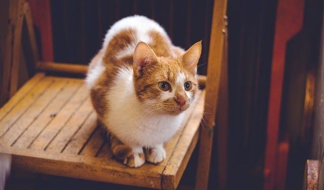 猫咪吃什么补钙（猫咪补钙吃什么好）-硒宝网