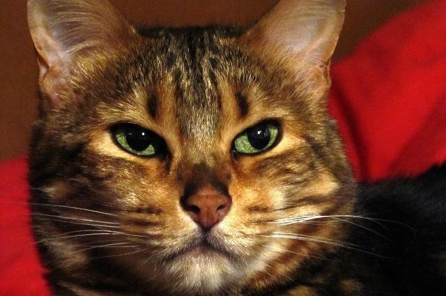 猫咪吃什么补钙（猫咪补钙吃什么好）-硒宝网