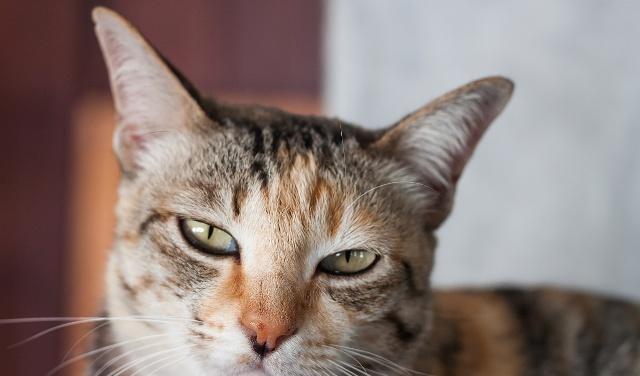 猫咪吃什么补钙（猫咪补钙吃什么好）-硒宝网