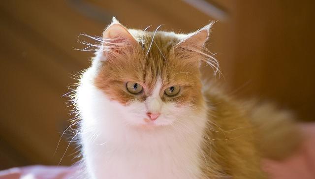 猫咪吃什么补钙（猫咪补钙吃什么好）-硒宝网