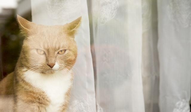 猫咪吃什么补钙（猫咪补钙吃什么好）-硒宝网