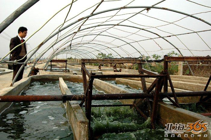 广西硒化螺旋藻产品（广西螺旋藻是传销吗）-硒宝网