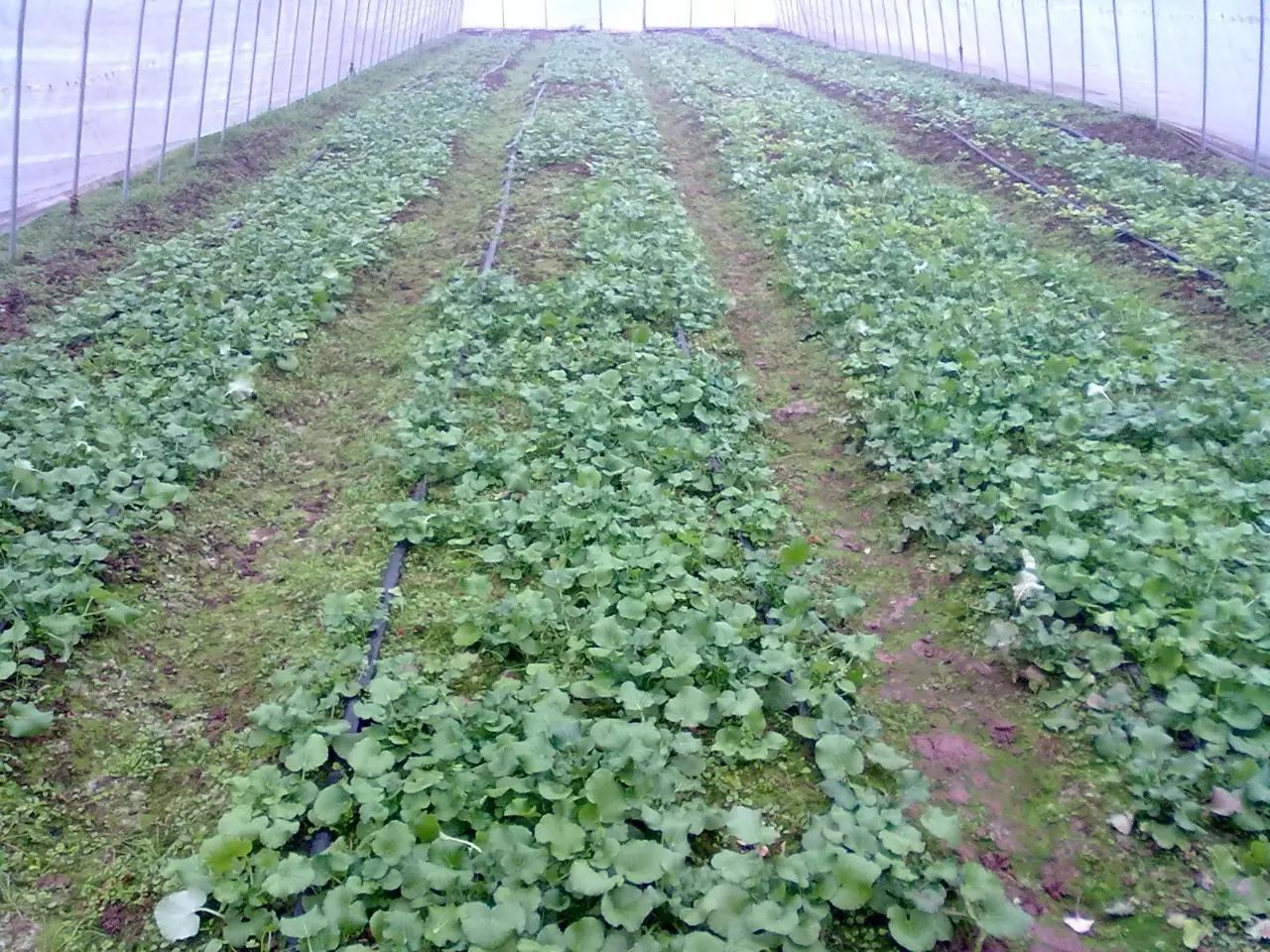 恩施硒产品十大企业(恩施硒产业前十企业)-硒宝网